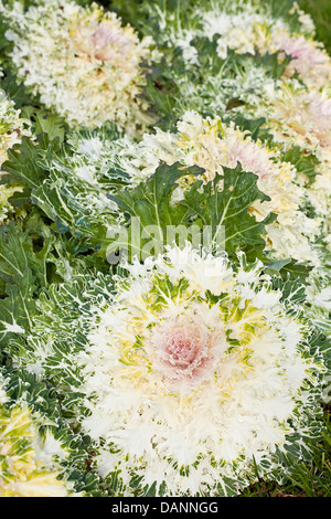 Weiße Köpfe von ornamentalen Kale in ein Gartenbeet. Stockfoto