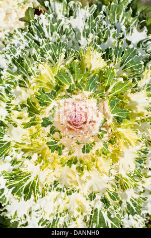 Eine weiße und violette Leiter der ornamentalen Grünkohl in ein Gartenbeet. Stockfoto