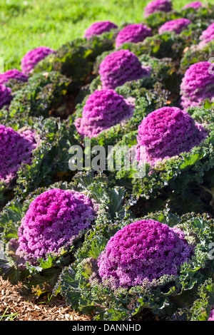 Violette Köpfe von ornamentalen Kale in ein Beet. Stockfoto