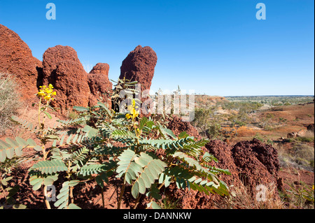 Blick von der Ngumpan-Klippe-Suche über blühende Wildblumen, erodierten Sandstein-Klippen und die Kimberley Break-away Land Stockfoto