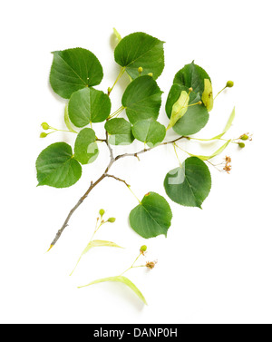 Ein Tilia (Linde) Zweig mit Früchten, Blumen und grünen Blättern, auf weißem Hintergrund Stockfoto
