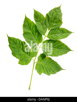 Green Maple Tree (Sorte) lässt auf weißem Hintergrund Stockfoto