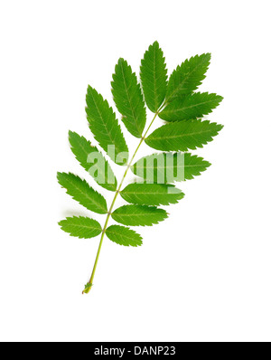 Grün-Rowan Baum Blatt auf weißem Hintergrund Stockfoto