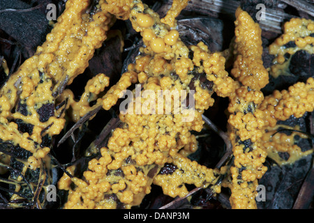 Nahaufnahme des Hundes Erbrochenem Rührei Ei Schleim Schimmel in der frühen Phase des Wachstums-Fuligo septica Stockfoto