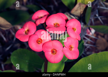 Nahaufnahme der Dornenkrone / Christus Pflanze / Christus Dorn Kaktus Blumen - Euphorbia Milii - Familie Euphorbiaceae Stockfoto