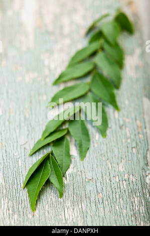 Ein frischer Zweig der Curry Blätter auf rissige lackierte Oberfläche des Holzes. Stockfoto