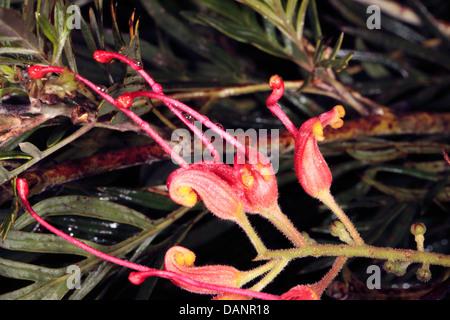 Nahaufnahme der Filamente Grevillea "Ned Kelly" / Maurers Hybrid - Grevillea Banksii x Grevillea Bipinnatifida-Familie Proteaceae Stockfoto