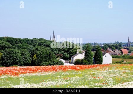 Mohnfeld mit gelben und weißen Wildblumen in Richtung der Kathedrale, Lichfield, England, UK, Europa suchen gemischt. Stockfoto