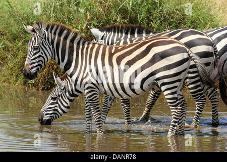 Eine Gruppe von gemeinsamen Zebras (Equus Quagga) aus einem Wasserloch zu trinken Stockfoto