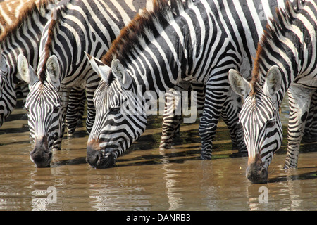 Eine Gruppe von gemeinsamen Zebras (Equus Quagga) aus einem Wasserloch zu trinken Stockfoto
