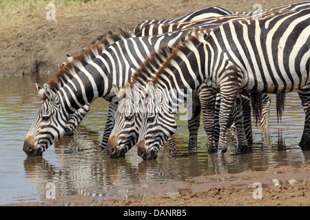 Eine Gruppe von gemeinsamen Zebras (Equus Quagga) aus einem Wasserloch zu trinken Stockfoto