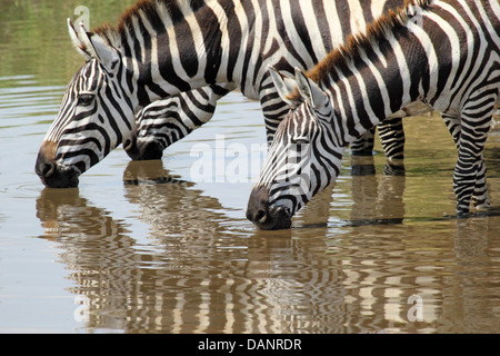 Eine Gruppe von gemeinsamen Zebras (Equus Quagga) aus einem Wasserloch zu trinken Stockfoto