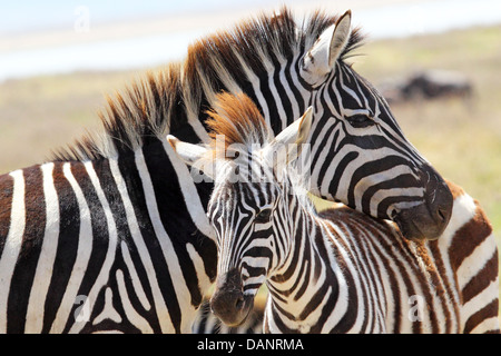 Ein Baby-Zebra (Equus Quagga) und seine Mutter in Ngorongoro Conservation Area, Tansania Stockfoto