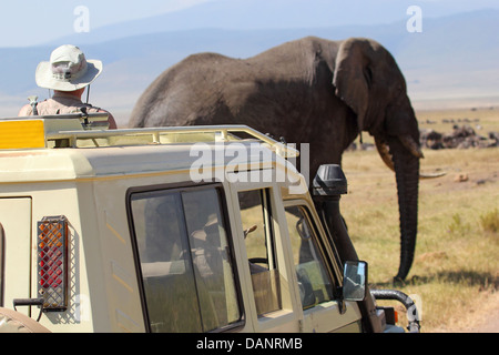 Einen alten afrikanischen Elefanten (Loxodonta Africana) Kreuzung in der Nähe eines Fahrzeugs in Ngorongoro Conservation Area, Tansania Stockfoto