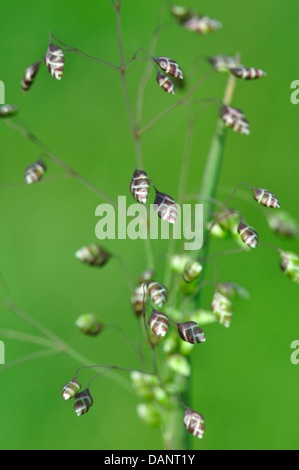 Bebende Grass - schön und zart UK Stockfoto