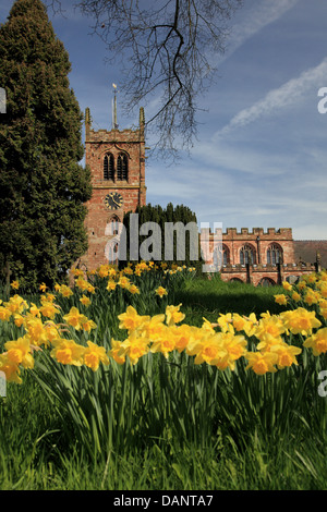 Holy Trinity Church, Eccleshall, Staffordshire mit Narzissen im Frühjahr. Stockfoto