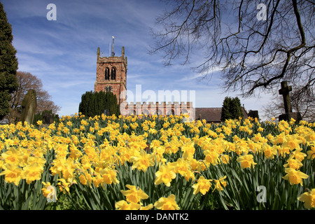 Holy Trinity Church, Eccleshall, Staffordshire mit Narzissen im Frühjahr. Stockfoto