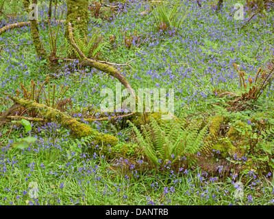 Gemeinsamen Glockenblumen (Hyacinthoides non-Scripta), eine geschützte Tierart, wächst in Wäldern in North Devon UK im Frühsommer Stockfoto