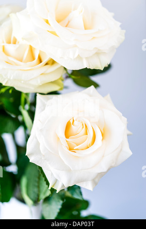 schön und zart weißen Rosenstrauß Stockfoto