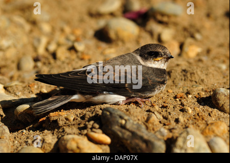 Uferschwalbe, Jungvogel – Sand Martin, junge • Ldkr. Donau-Ries, Bayern, Deutschland Stockfoto