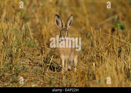 Feldhase (Lepus Capensis) sitzen in einem Stoppelfeld Stockfoto