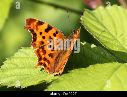 Komma Schmetterling (Polygonia c-Album) posiert auf einem Blatt mit halb geöffneten Flügeln Stockfoto