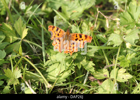 Komma Schmetterling (Polygonia c-Album) posiert auf einem Blatt mit halb geöffneten Flügeln Stockfoto