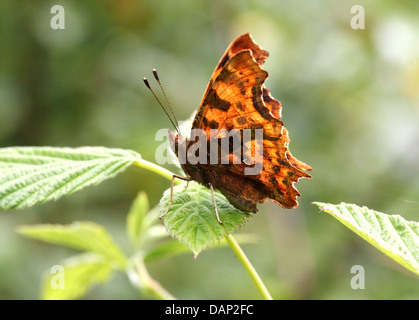 Komma Schmetterling (Polygonia c-Album) posiert auf einem Blatt mit halb geöffneten Flügeln Stockfoto