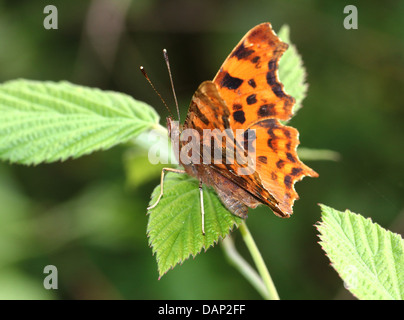 Komma Schmetterling (Polygonia c-Album) posiert auf einem Blatt mit halb geöffneten Flügeln Stockfoto