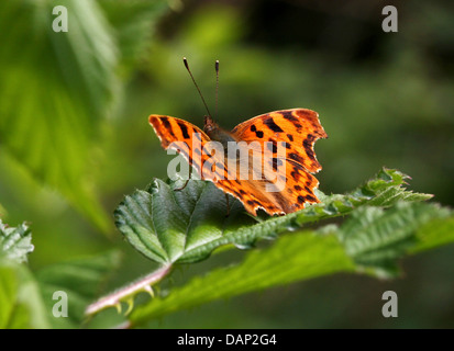 Komma Schmetterling (Polygonia c-Album) posiert auf einem Blatt mit halb geöffneten Flügeln Stockfoto