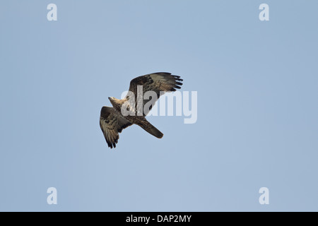 Wespenbussard im Flug, Männchen (Pernis Apivorus) Stockfoto