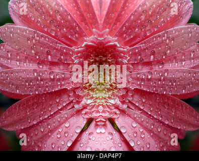 Hell rosa Gerbera Daisy Blume mit Wassertropfen Stockfoto