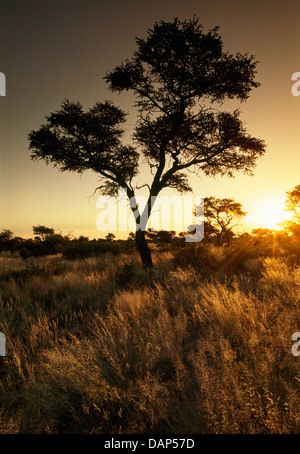 Ein Camelthorn Baum Silhouette gegen die untergehende Sonne im Bereich Molopo, Kalahari, Südafrika Stockfoto