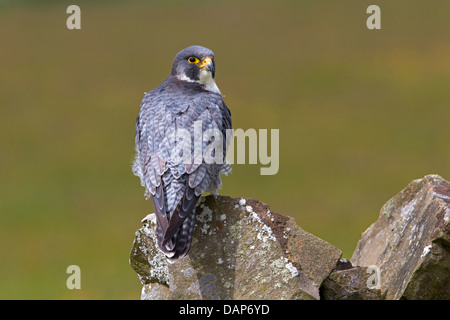 Porträt eines männlichen Wanderfalke Stockfoto