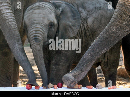 Datei - eine Archiv Bild vom 4. Februar 2008 zeigt die jungen afrikanischen Stier Elefant Thabo-Umasai stehen neben seiner Mutter Drumbo (L) zu seinem zweiten Geburtstag im Zoo in Dresden, Deutschland. Der junge Elefantenbulle bewegt sich in den Zoo von Pittsburgh. Foto: Ralf Hirschberger Stockfoto