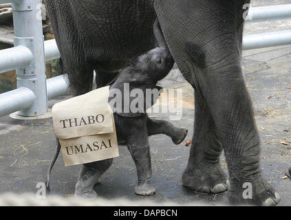 Datei - eine Archiv Bild datiert 20. Februar 2006 zeigt die jungen afrikanischen Stier Elefant Thabo-Umasai gefüttert von seiner Mutter Drumbo im Zoo in Dresden, Deutschland. Der junge Elefantenbulle bewegt sich in den Zoo von Pittsburgh. Foto: Marion Gröning Stockfoto