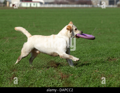Ein gelber Labrador spielen mit einem Spielzeug auf dem Gebiet im Sommer Stockfoto