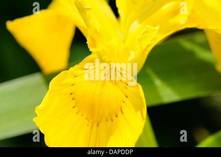 Makroaufnahme der gelbe Iris wachsen im freien Stockfoto