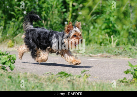 Yorkshire Terrier laufen im Moment, wenn es den Boden berühren nicht, erschossen Stockfoto