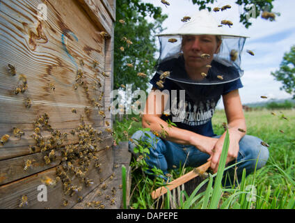 Der Imker Wiebke Deeken von der Bio-Bauernhof Apfeltraum Uhren Bienen fliegen um den Bienenstock auf einer Imkerei in Eggersdorf, Deutschland, 12. August 2011. Im Laufe des Tages Bienen nehmen Zerquetscher, Wasser und Pollen in den Waben und während der Nacht, wird es zu Honig verarbeitet. Ein Bienenvolk besteht aus einer Königin, mehrere hundert Drohnen und 30.000 bis 60.000 Arbeitsbienen - im Sommer sogar bis zu 120.000 Stockfoto