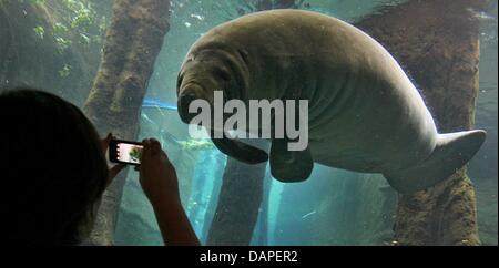 Ein Besucher nimmt ein Bild von einer Seekuh durch die Plexiglas-Fenster der neuen Delfinlagune im Zoo in Nürnberg, 16. August 2011. Nach drei Jahren Bauzeit ist die Lagune seit 30. Juli 2011 für Besucher geöffnet. Mehrere Familien nutzen die Sommerferien, den Zoo besuchen. Foto: DANIEL KARMANN Stockfoto