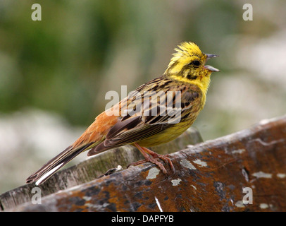 Nahaufnahme von einem männlichen Goldammer (Emberiza Citrinella) im Lied (Serie von 10 Bilder) Stockfoto