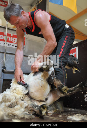 Der amtierende Champion Rainer Bluemelhuber aus Bayern schert Schafe bei der 13. deutschen Schafschur-Meisterschaft in Wuesting, Deutschland, 19. August 2011. Bis 21. August 2011 werden 60 Scherer 1.000 Schafe scheren und Meister in drei Klassen zu bestimmen. Foto: Carmen Jaspersen Stockfoto