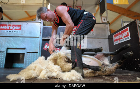 Der amtierende deutsche Meister Rainer Bluemelhuber aus Bayern Schere ein Schaf bei der 13. deutschen Schafschur-Meisterschaft in Wuesting, Deutschland, 19. August 2011. Bis 21. August 2011 werden 60 Scherer 1.000 Schafe scheren und Meister in drei Klassen zu bestimmen. Foto: Carmen Jaspersen Stockfoto