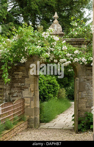 Weißen Hundsrose Klettern gewölbt über steinerne Tor im 17. Jahrhundert englisches Landhaus in Cotswold Stein Ampney Park Stockfoto