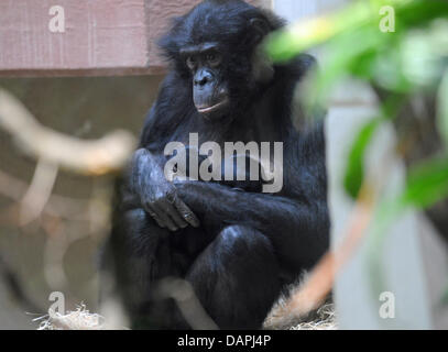 Bonobo-Mutter "Eja" hält ihre Zwillinge im Zoo in Wuppertal, Deutschland, 23. August 2011 (Foto durch Panzerglas Fenster). Zwei Bonobo Zwillinge wurden im Zoo Wuppertal in der Nacht vom 12. zum 13. August 2011 geboren. Doppelgeburten Affen sind seltener als beim Menschen.  Foto: HORST OSSINGER Stockfoto