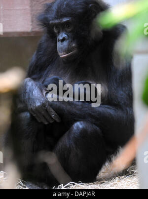 Bonobo-Mutter "Eja" hält ihre Zwillinge im Zoo in Wuppertal, Deutschland, 23. August 2011 (Foto durch Panzerglas Fenster). Zwei Bonobo Zwillinge wurden im Zoo Wuppertal in der Nacht vom 12. zum 13. August 2011 geboren. Doppelgeburten Affen sind seltener als beim Menschen.  Foto: HORST OSSINGER Stockfoto