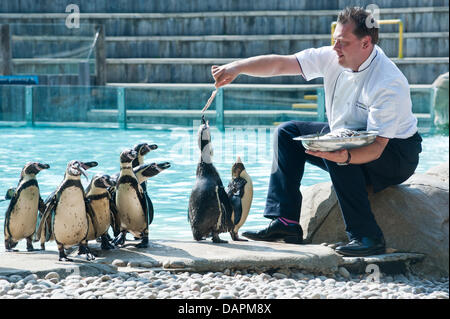 London, UK. 17. Juli 2013. Pinguine im ZSL London Zoo erleben Sie silbernen-Service mit einem Unterschied vor der Eröffnung der brandneuen The Terrace Restaurant am kommenden Freitag. Gary Devereaux, Küchenchef für den Zoo Caterer Ampersand, bietet individuelle Gerichte erhalten die Tiere Gütesiegel, bevor The Terrace Restaurant seine Türen für Zoobesucher öffnet. Bildnachweis: Piero Cruciatti/Alamy Live-Nachrichten Stockfoto