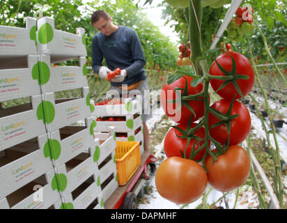 (Dpa-Datei) - ein Datei-Bild datiert 10. Juni 2011 eine Ernte-Hand Kommissionierung Tomaten auf dem Leo Berghs-Trienekens Gemüse Bauernhof in Straelen, Deutschland. Foto: Roland Weihrauch Stockfoto