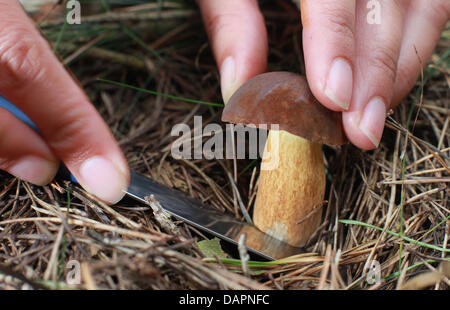 Datei - eine Archiv Bild datiert 20. September 2010 zeigt eine filamentöse Pilze geerntet in der Nähe von Croechern in der Colbitz-Letzlinger Heide, Deutschland. Aufgrund des warmen und regnerischen Wetters kann eine schwere Ernte der Pilze ergab. Foto: Jens Wolf Stockfoto